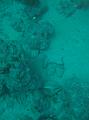 Thistlegorm (6)
